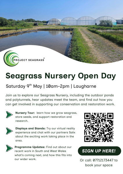 Project Seagrass Nursery Open Day | Diwrnod Agored Meithrinfa Prosiect Morwellt