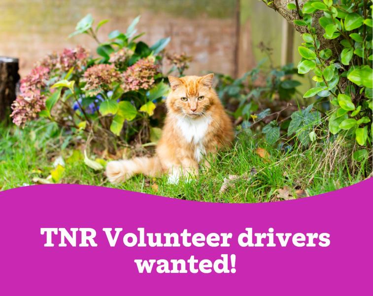 Trap, Neuter, Vaccinate and Return Volunteer Carmarthenshire